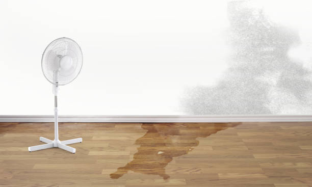 Best Basement water damage restoration  in Orida City, FL